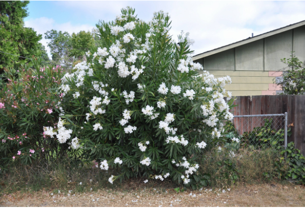 White Oleander Tree: A Complete Guide to Growth, Care & Maintenance