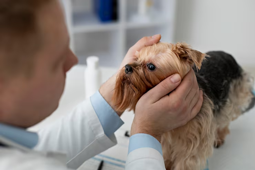 BAER Testing for Dogs: Hearing Assessment for Optimal Canine Health