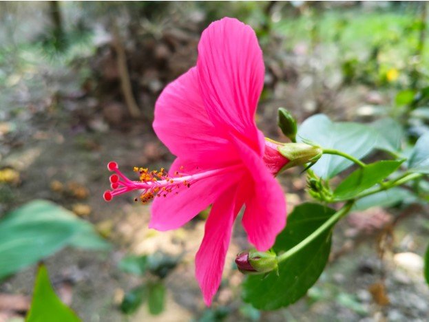 How To Select Indoor Flowering Plants at an Online Plant Nursery