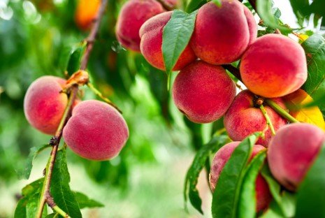 Elberta Peach Tree Care: How To Grow Healthy Fruit Trees at Home
