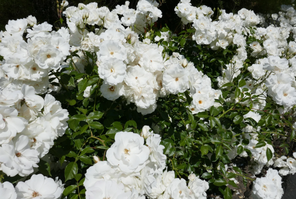 Iceberg Roses Guide for Hedge Plant Landscaping