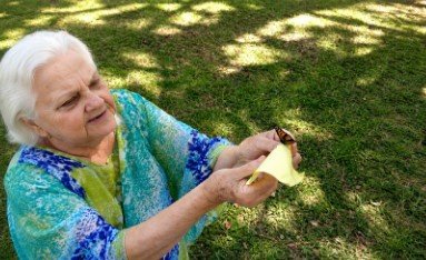 How to Choose a Trusted Butterfly Release Company for Your Event