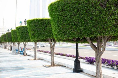 ficus nitida