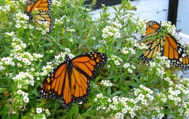 Where Can I Order Butterflies for an Event and Have Them Arrive Healthy