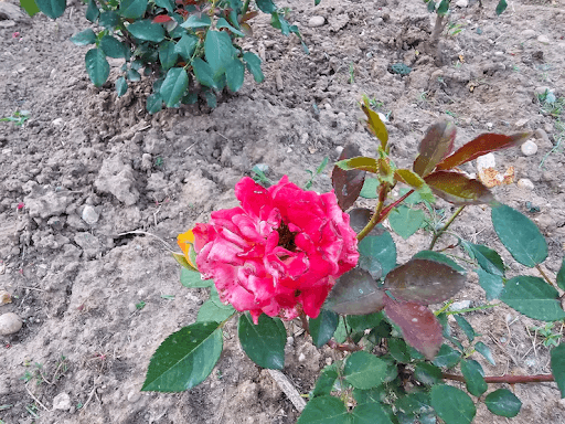 Why the Desi Gulab Still Outcharms Every Hybrid in the Garden