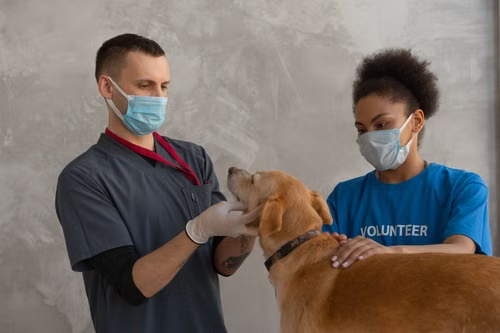 Meningitis in Dogs: Symptoms, Types, and When to Seek Neurological Care