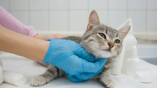 What Pet Owners Should Know About Cat Neutering and Aftercare